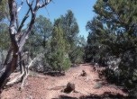Chopped stumps along the pioneers path through the cedars, Lamont Crabtree Photo